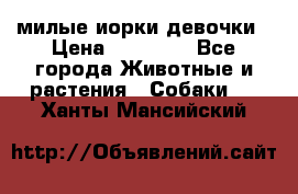 милые иорки девочки › Цена ­ 15 000 - Все города Животные и растения » Собаки   . Ханты-Мансийский